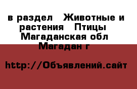  в раздел : Животные и растения » Птицы . Магаданская обл.,Магадан г.